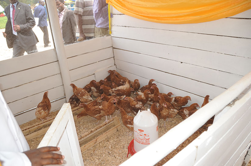 Poultry at last year's Agriculture Expo in Mulindi. File.