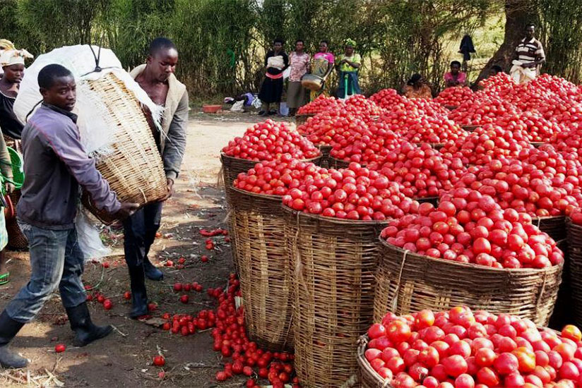 Farmers collecting tomato produce in Gatsibo District, September 2016. Transportation and packaging equipment for perishable produce need to be improved according to experts. / Courtesy