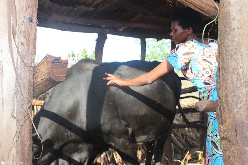 Musabyeyezu grows crops and rears cattle. So far, she has two dairy cows. / John Mbaraga