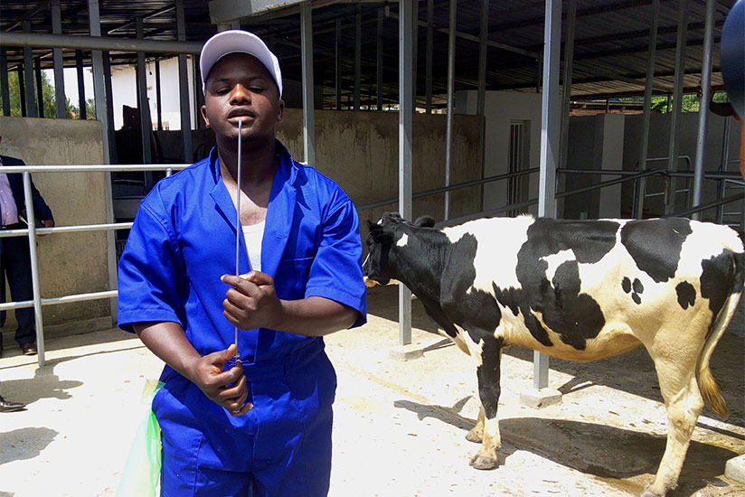 Sylver Murwanashyaka, a veterinarian from Rwamagana District, fills semen into a semen straw to artificially inseminate a cow at Mulindi Agri-show grounds in Gasabo District. / Emm....