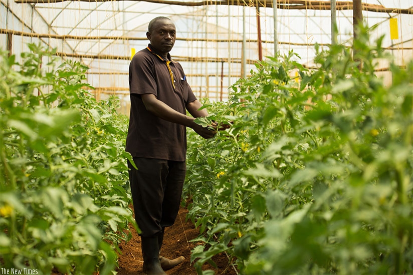 The entrepreneur in his tomato greenhouse. The farmer grows a variety of vegetables and fruits.