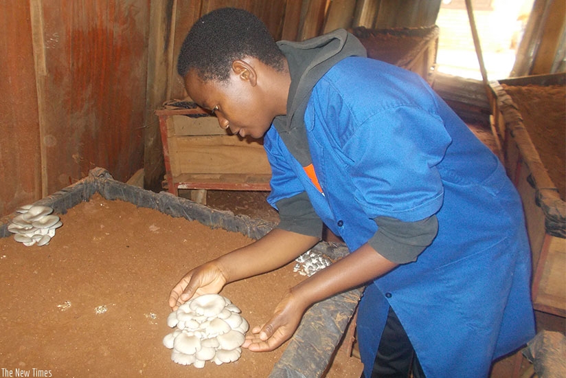A worker monitors mushrooms. The entreprise employs graduates. / Elias Hakizimana.  