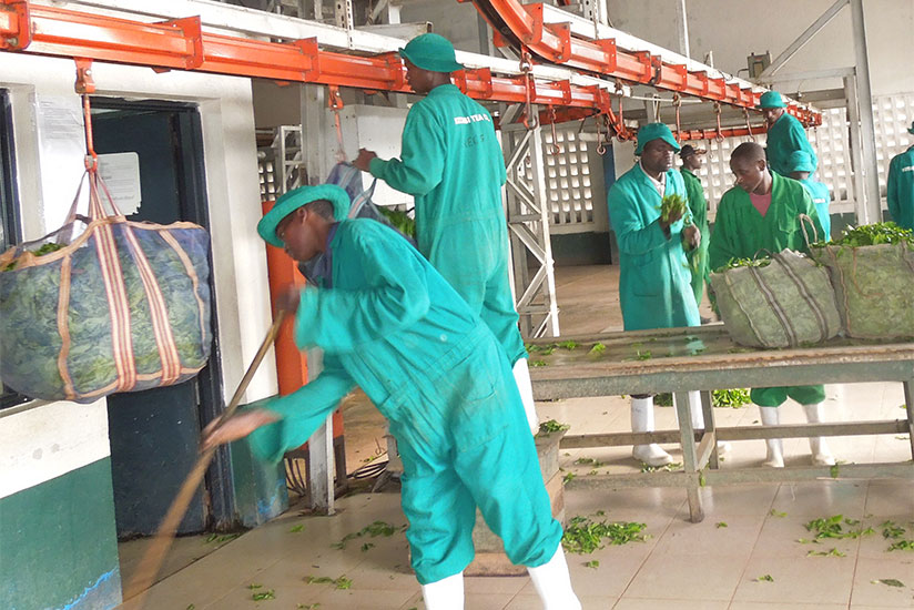 Kitabi Tea Factory employees weigh green tea leaves. Rwanda exports tea to China. / File.