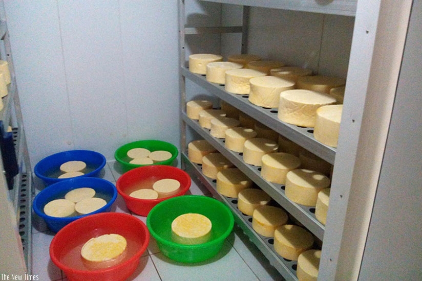 Cheese in maturation stage. Donata Kiiza. 