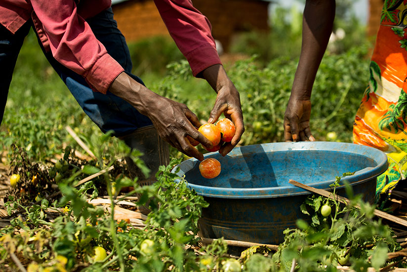 Farmers pick ready tomatoes for sale at Xavier Baributsa gardens in Rwamagana. / Timothy Kisambira