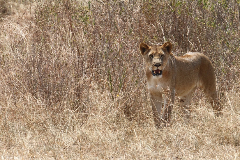 In the wilderness, a young lioness keeps a distance. (File)