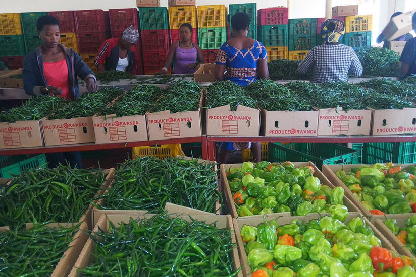 Women sort red and green pepper at NAEB before they are shipped to the export market. The Afreximbank trade facilitation loan will support exports, among others. / File.