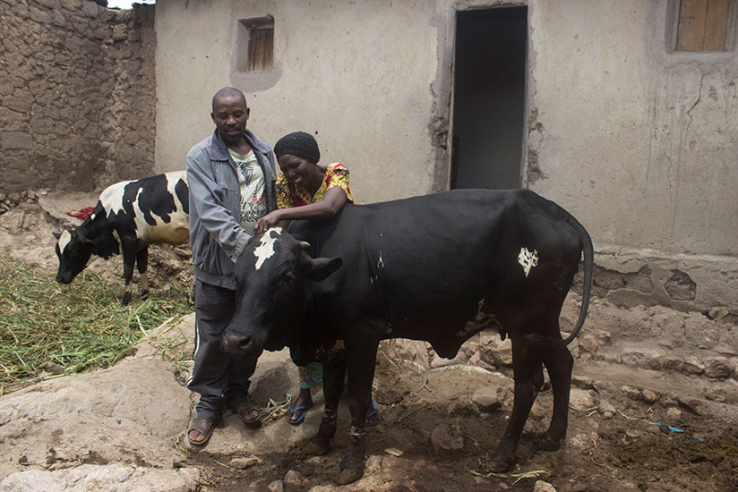 Kankundiye and Nyandwi with the cow that got them reconciled. / Athan Tashobya