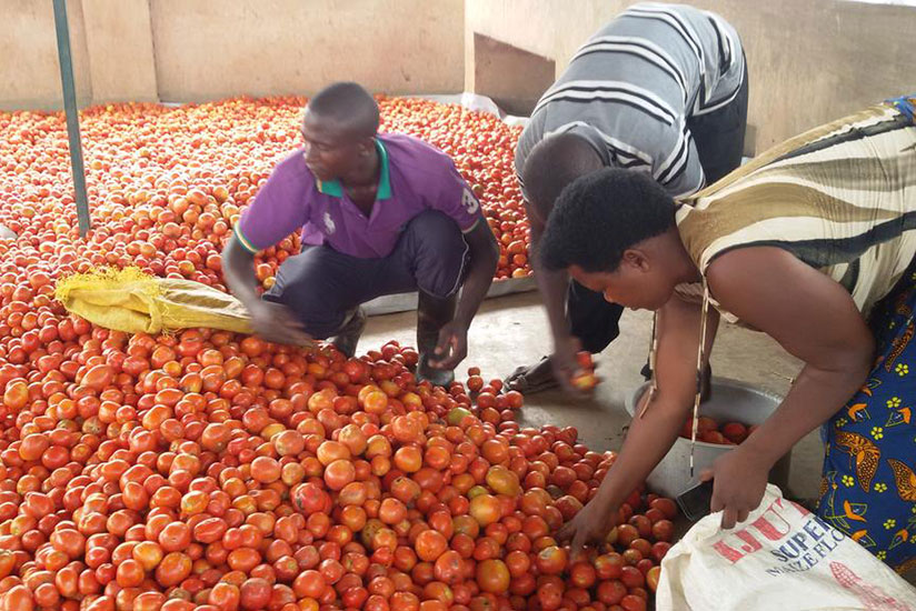 Farmers sort tomatoes. Agro-processing is central to Rwanda's export strategy. / Courtesy