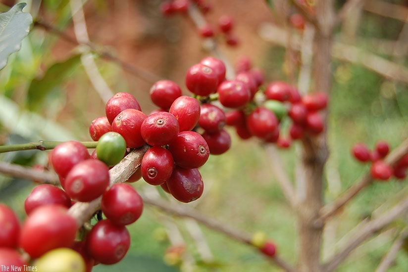 Coffee berries. (File)