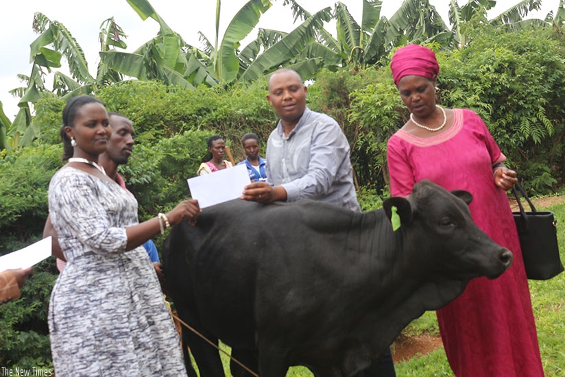 CoK officials hand over a cow to one of the families at Ndera Sector offices, Gasabo District on Wednesday. (Julius Bizimungu)