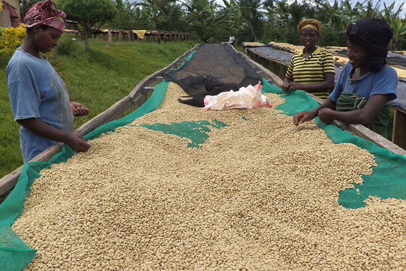 Women sort coffee beans. Women coffee coops will target global buyers at the Kigali event.