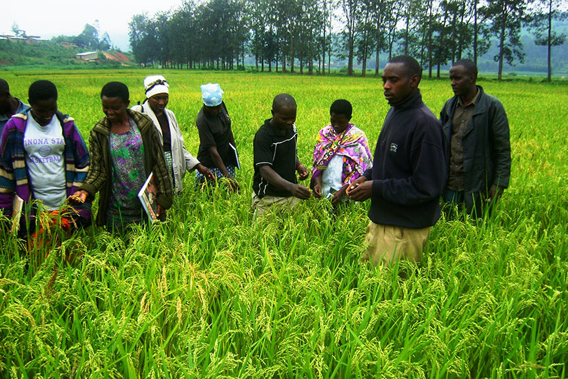 Rice farmers on a field study. Farmers in COMESA bloc do not access quality seeds which has affected output. / File