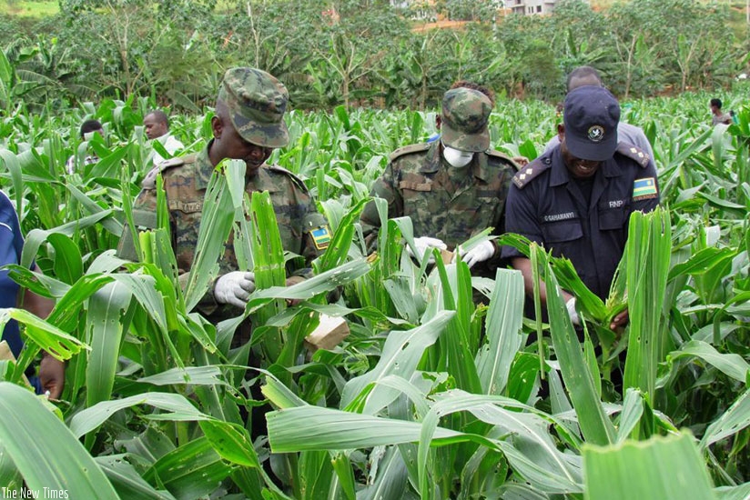 Rwanda Defence Forces  and Rwanda National Police have joined the fight against Fall Army Worms to protect farmers against maize loss caused by the pest. (Courtesy photos)