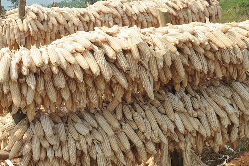 Developing the agriculture sector is key for Africa to create more jobs and achieve prosperity. (File)