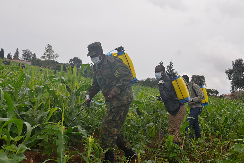 RDF personnel and Kicukiro residents spray pesticide in a maize plantation in Niboye Sector to fight armyworm on Thursday. / Courtesy