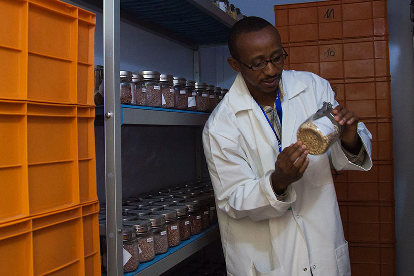 A researcher explains genetic resources conservation process in Genebank at Rubona research center. / Nadege Imbabazi