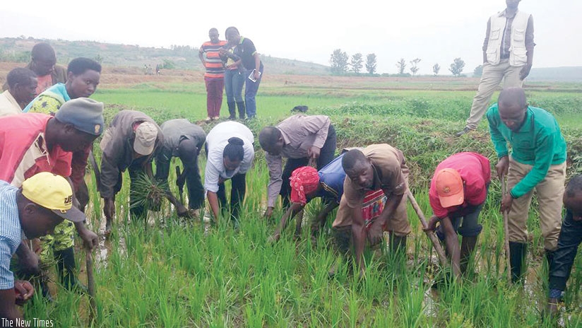 Farmers on a field study in a rice paddy. Commercial-oriented and modern agriculture is expected to boost output, incomes. (Courtesy)