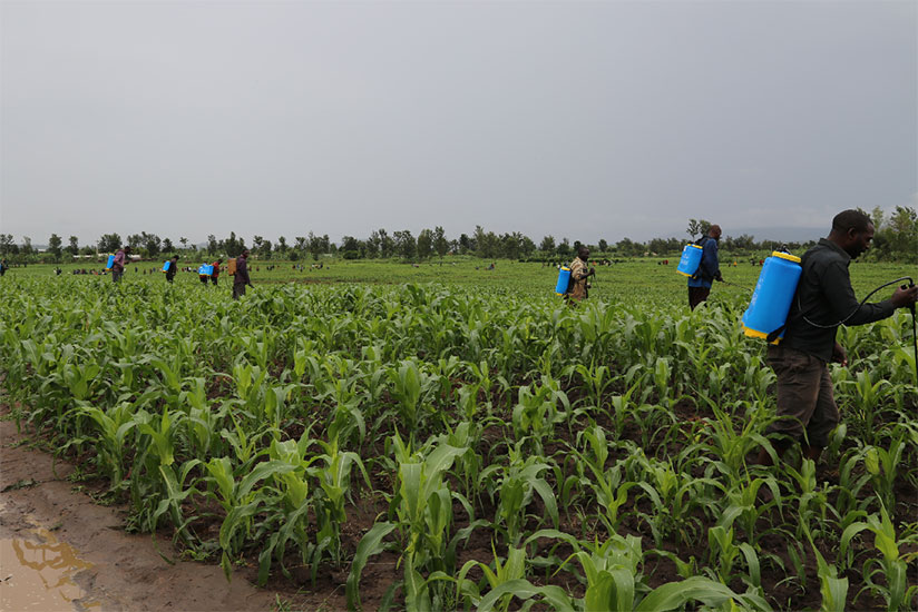 Pesticide spraying to fight against armyworms in Kirehe District. / Courtesy