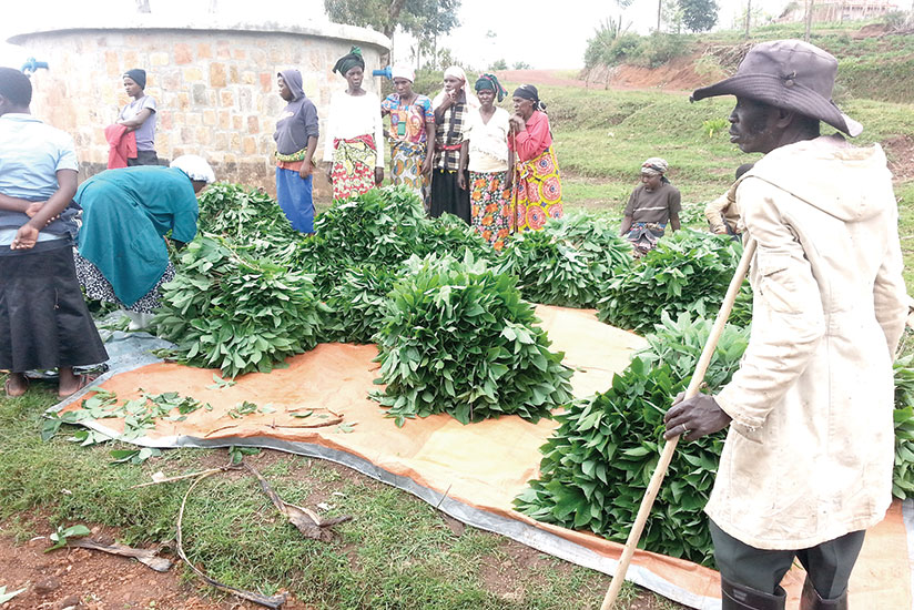 Farmers prepare to transport cassava leaves to a collection centre. / Donata Kiiza