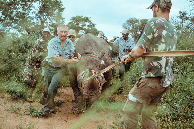 The capture team assists in navigating a rhino. / Courtesy
