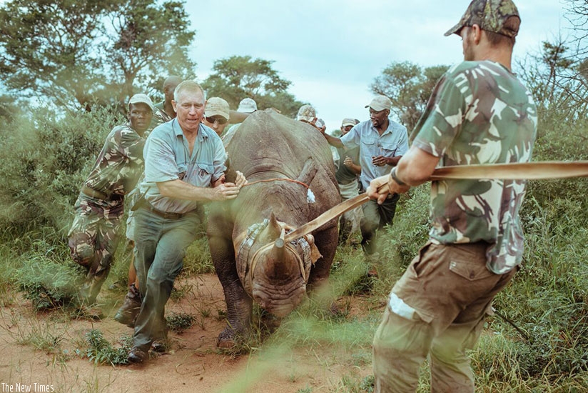 The capture team assists in navigating a rhino. (Courtesy photos)