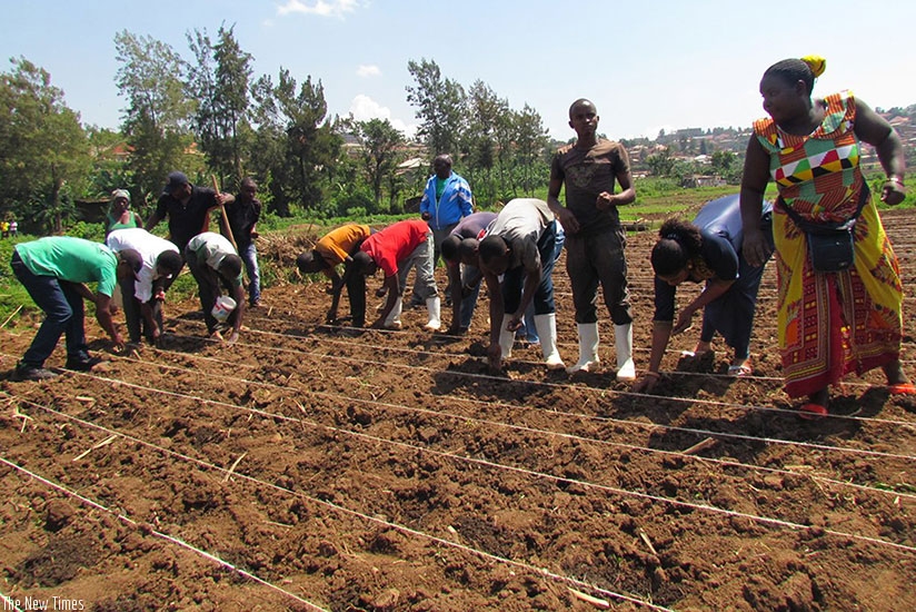 Farmers plant seeds. Agriculture mechanisation is still low in Rwanda. (Courtesy)