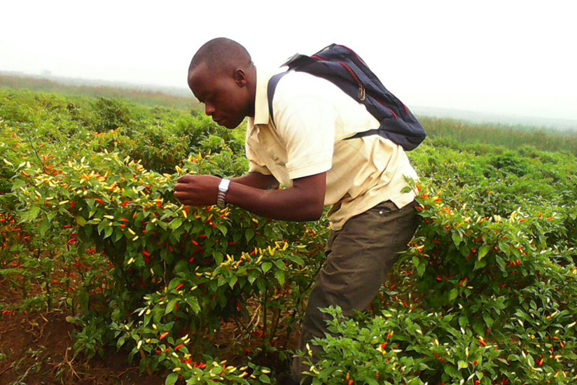 The programme seeks to attract more youth into farming and boost job-creation. / Courtesy