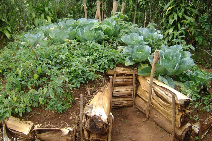 A kitchen garden done by students in Musanze District.  (File)