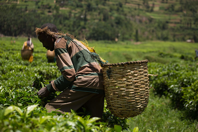 A farmer plucks tea leaves, one of Rwanda's biggest exports. / Timothy Kisambira