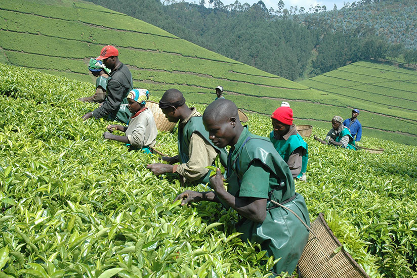 Tea pickers at work. The country's tea has been recognised for quality at regional contest. / Internet photo