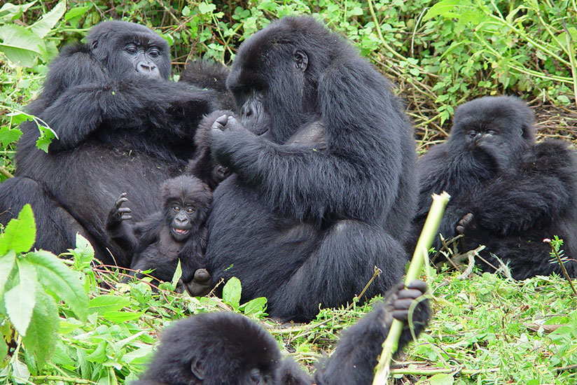 Mountain gorillas make Rwanda a top tourist destination. / File