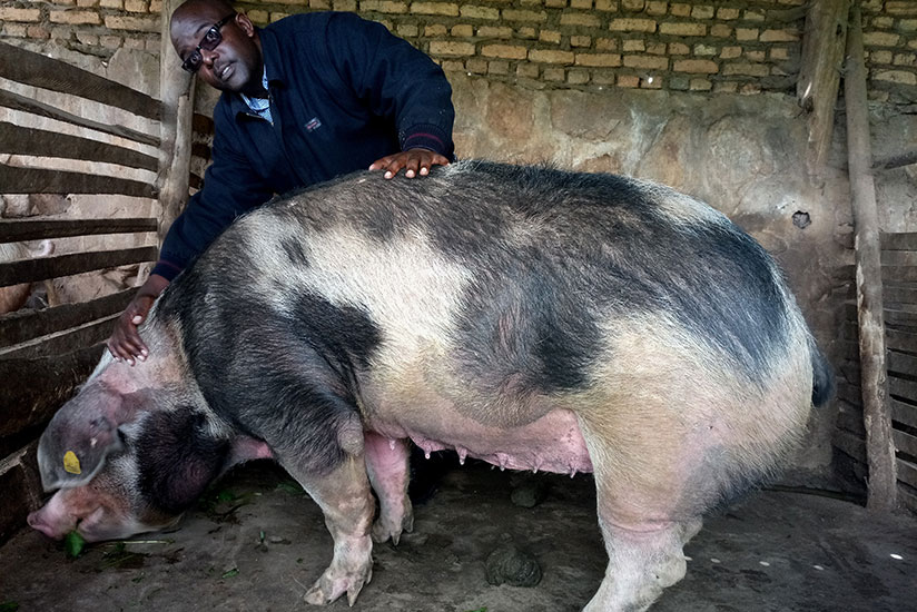 The entrepreneur has found 'gold' in pig farming, amassing assets worth Rwf 250 million in six years. (Photos by Emmanuel Ntirenganya)