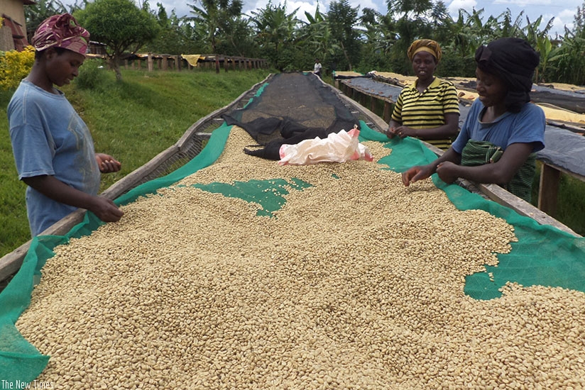 Women spread  coffee beans on a drying rack. Earnings from export of the beans rose 9 per cent in March. (File)
