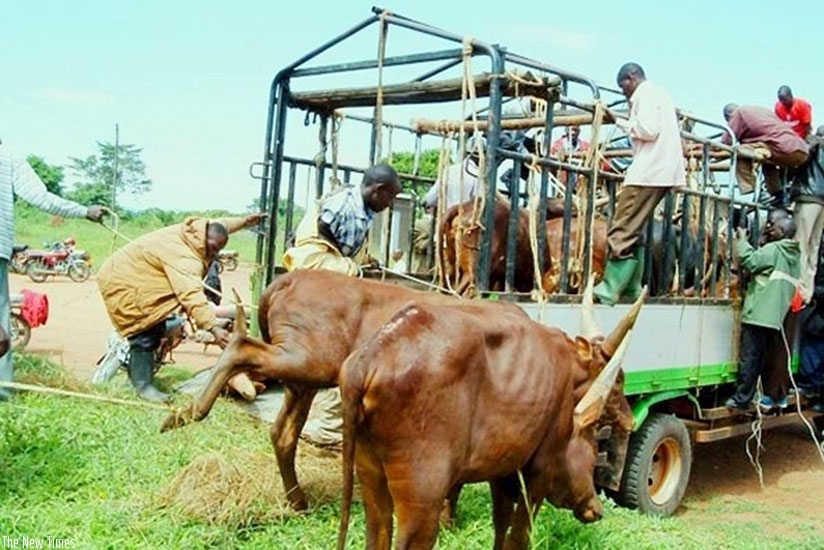 Movement of cattle from Nyagatare has been banned. (Net)