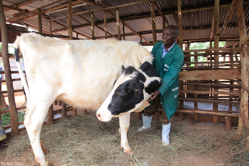 Mutibagirana and one of his seven Frisian cows.  (All photos by Sam Ngendahimana)