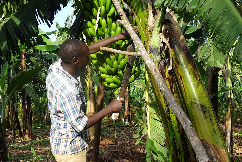 Rusanganwa in his banana farm in Rukara Sector, Kayonza District. / Jean d'Amour Mbonyinshuti