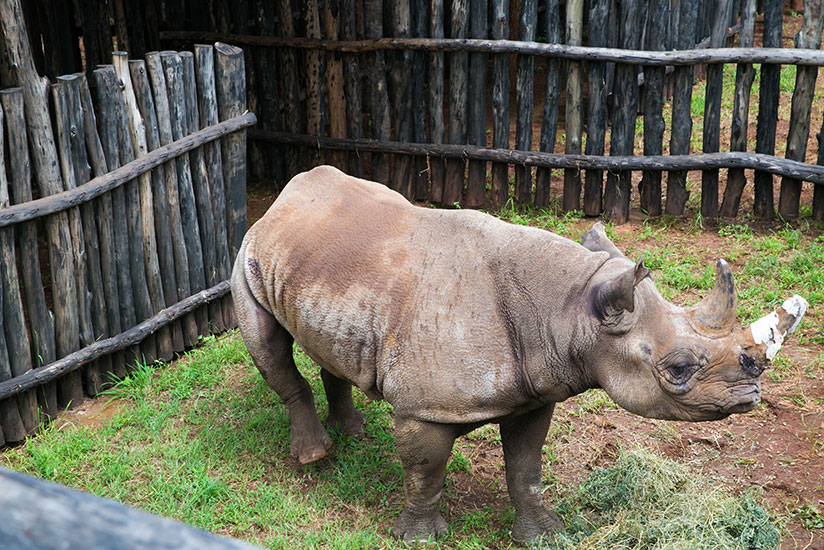 Black rhinos were returned to Akagera park this month to complete the 'Big 5'. / File