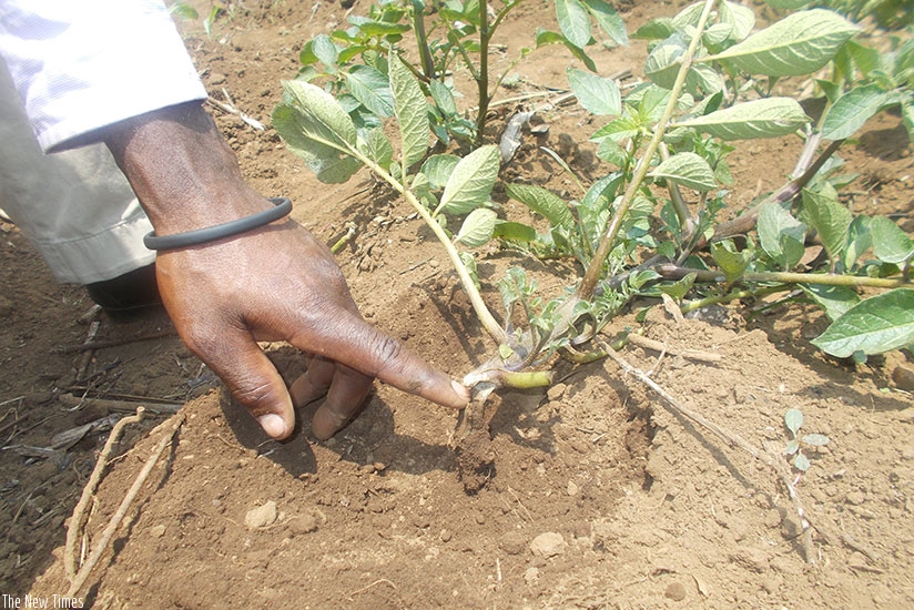 A farmer points at a potato plant's stem attacked by turnip moth larvae. (Photos by Elias Hakizimana)