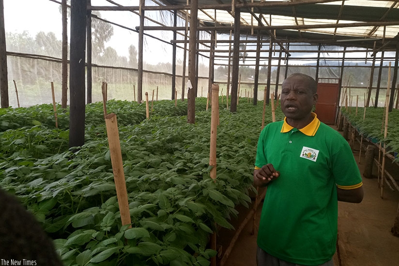 Nzabarinda explains Irish potato seed production and multiplication process, while  in his greenhouse in Musanze District on Tuesday. Emmanuel Ntirenganya. 