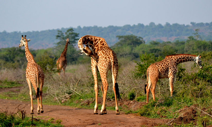 Rwandans are encouraged to visit their own tourist attractions like the Akagera National Park.
