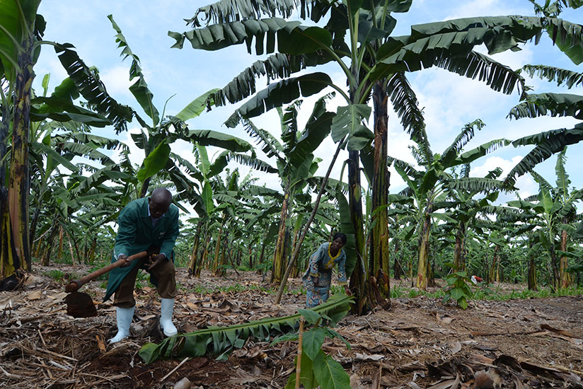Farmer work on their banana plantation. / Sam Ngendahimana