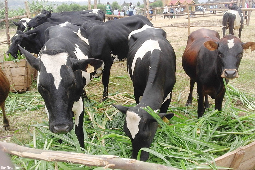 Some of the cows that were donated to the Genocide survivors in Rwamagana, yesterday. K. Rwamapera. 