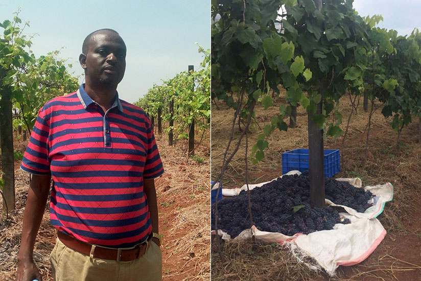 LEFT: Ntampaka in his vine yard. The general trader turned grape farmer currently produce juice and red wine. 