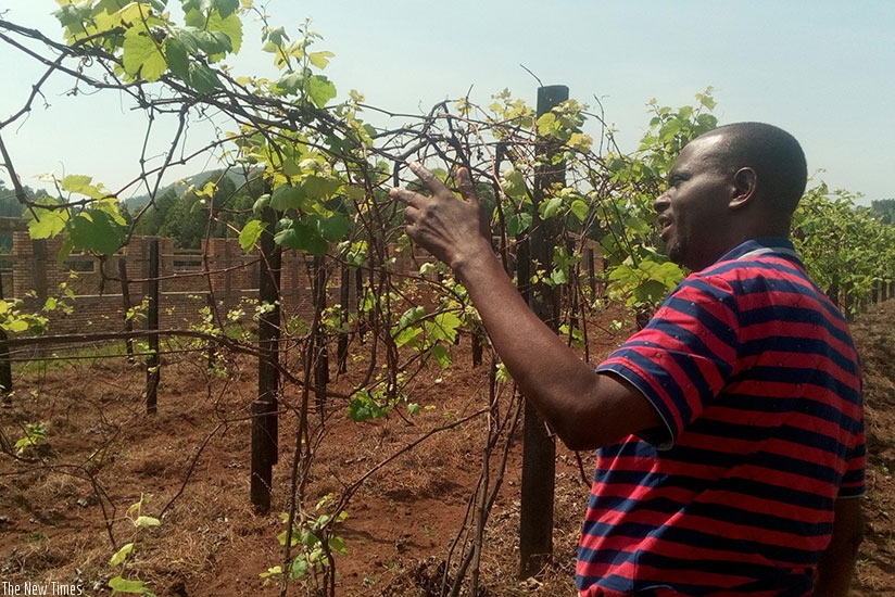 The only grapes farmer in Huye District, Theogene Ntampaka shows how grapes are pruned after being harvested to prepare them for a better harvest next season. (File)