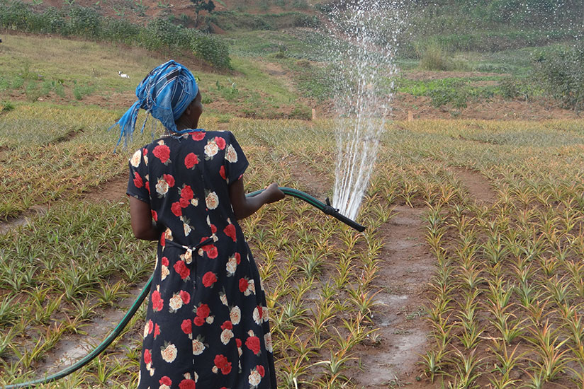 A farmer irrigates her gardens in Eastern region. / File