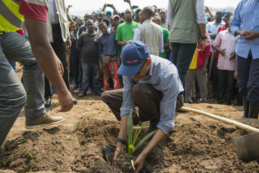 President Kagame plants a tree at Nyandungu Eco Tourism Park during Umuganda community service yesterday. The President told residents of Kicukiro and Gasabo that Umuganda should n....