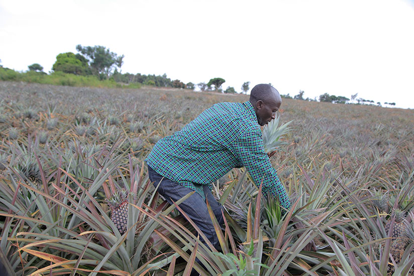 Habiyakare demonstrates how farmers should remove a sucker. / Sam Ngendahimana