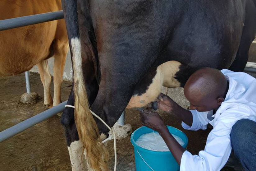 A farmer milks a cow during the expo on Sunday. / Michel Nkurunziza