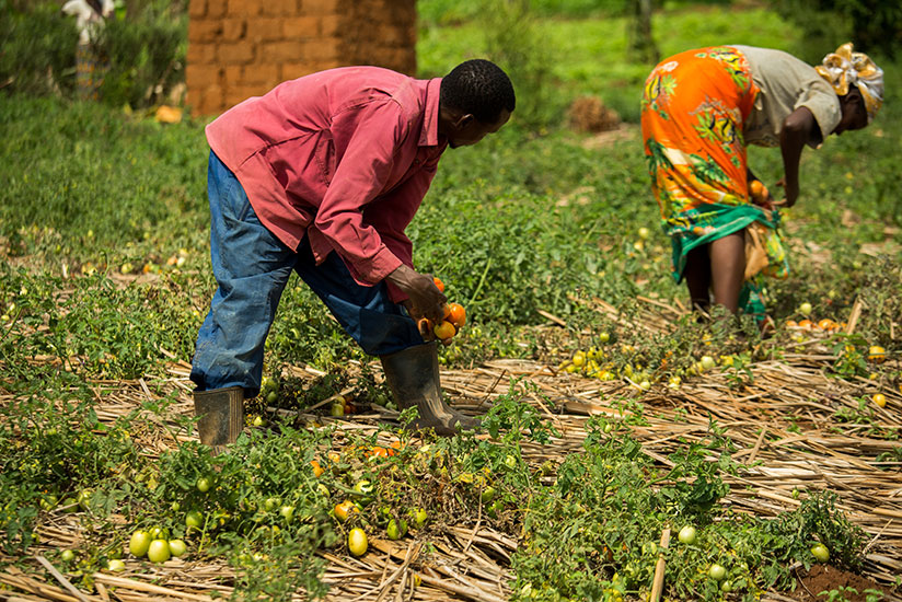 Workers harvest tomatoes at Xavier Baributsa's farm in Nyakariro, Rwamagana District. The new initiative by government seeks to help farmers secure insurance cover for their crops ....